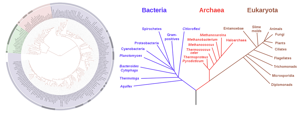 Figure from the original article